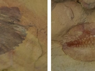 China - Chengjiang Fossil Site