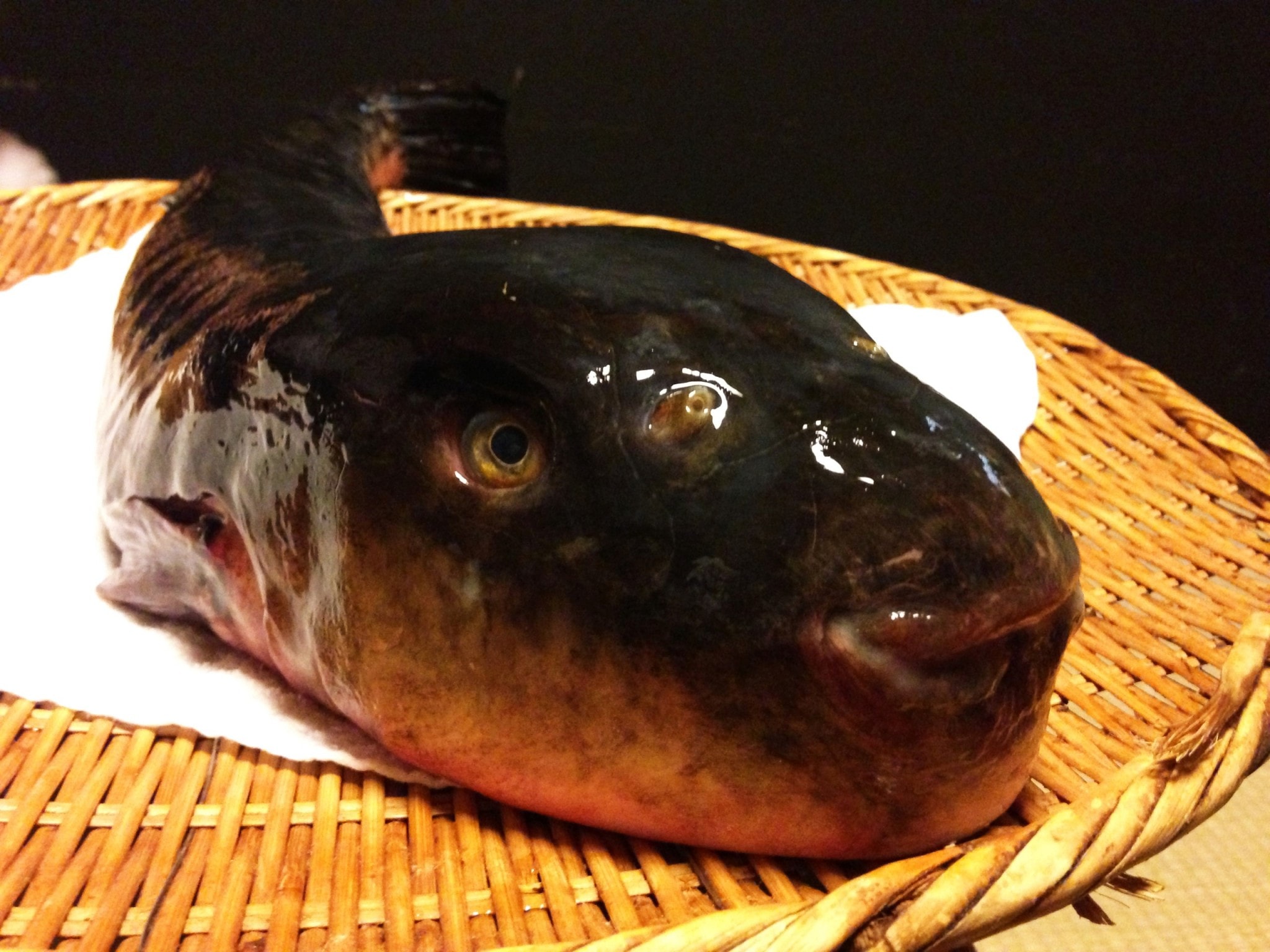 fugu fish price fugu fish price