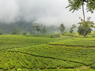 INDONESIA - Bandung day trip: Tangkuban Perahu volcano crater tour, tea plantation & more