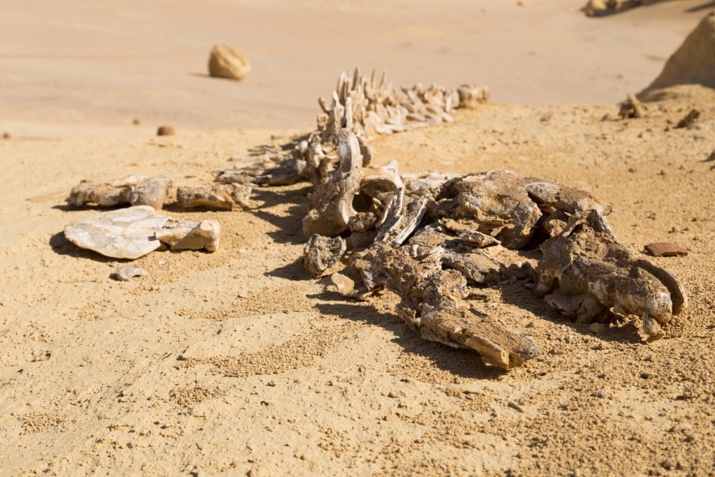 Wadi Al-Hitan Whale Valley