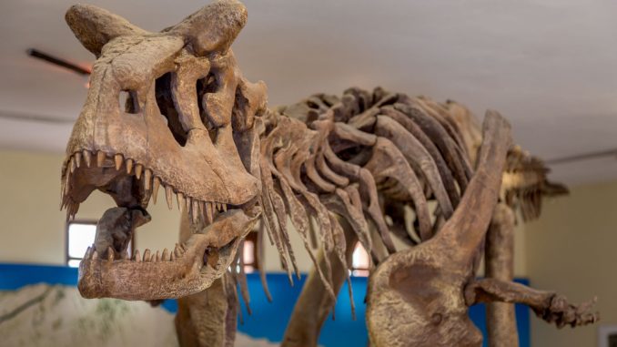 Dinosaur-skeleton-BOLIVIA-Must-do-Sucre-day-trip-Cal-Orcko-dinosaur-tracks-amp-Glorieta-Castle