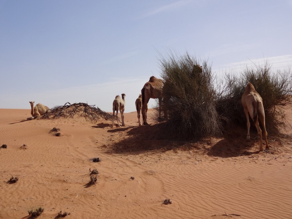 Dubai - Dessert Trip