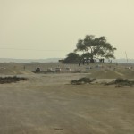 Bahrain - Tree of Life