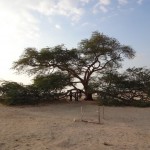 Bahrain - Tree of Life