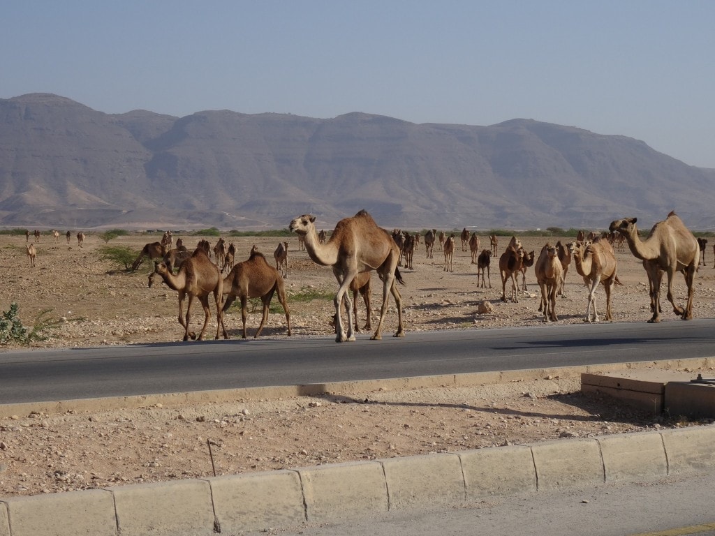 Oman - Salalah - Taqah Fort