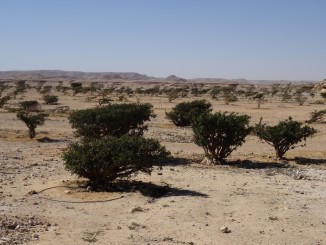 Oman - Frankencense Park of Wadi Dawkah