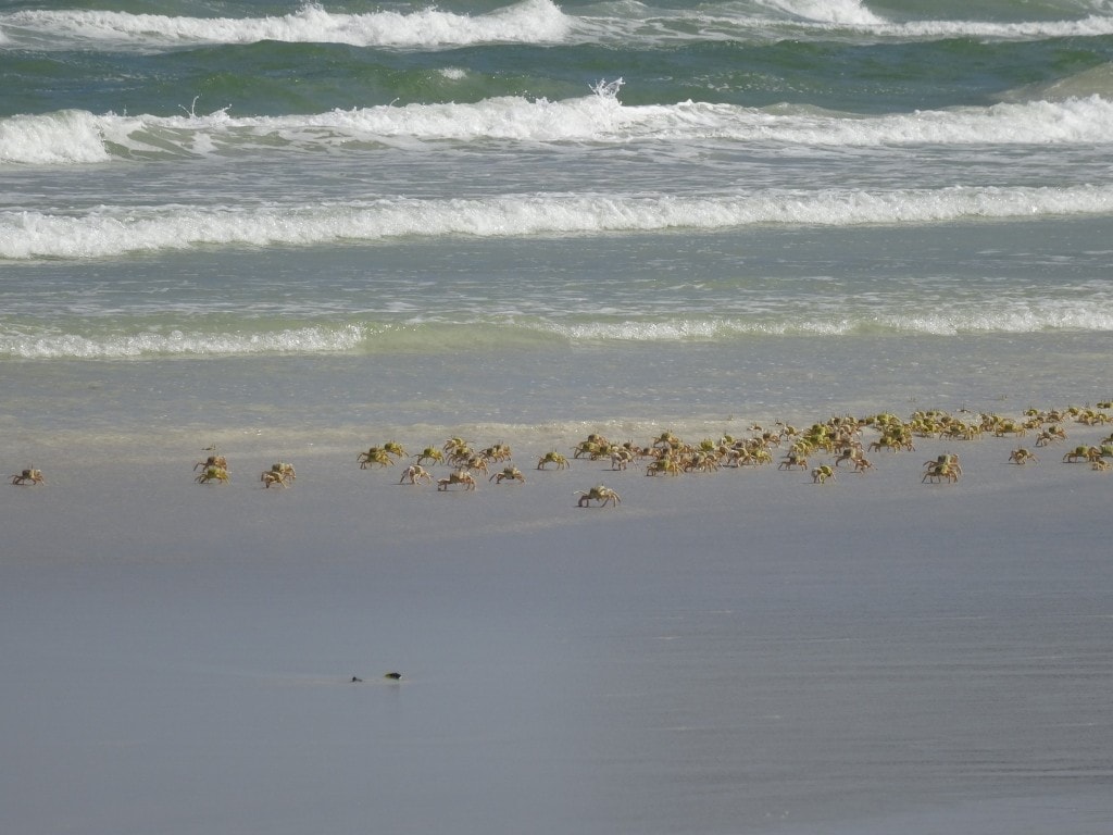 Oman - Ras Markaz Beach close to Duqm