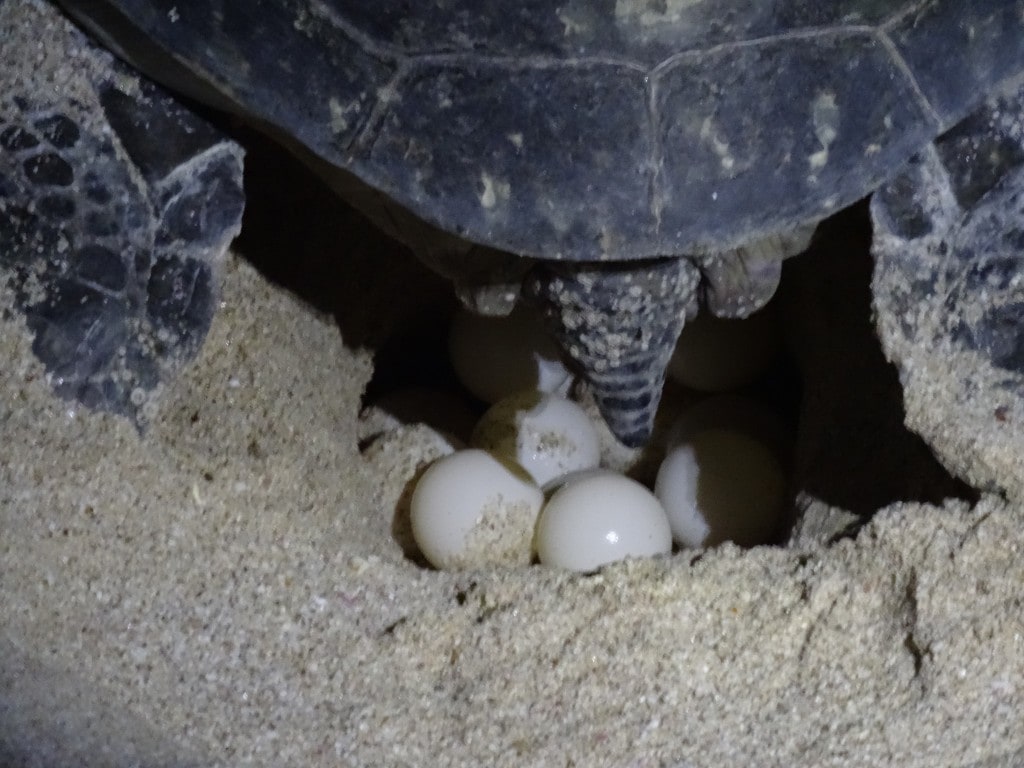 Oman - Jas al Rinz Turtle Reserve