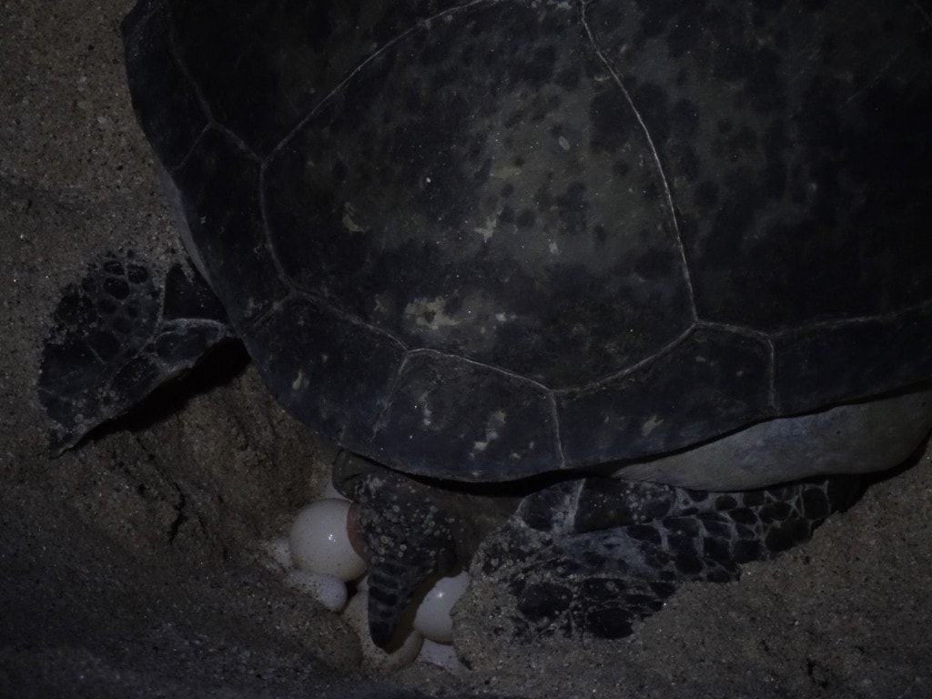 Oman - Jas al Rinz Turtle Reserve