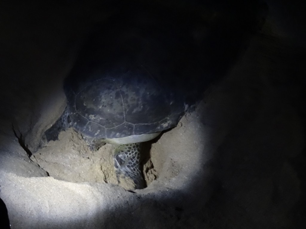 Oman - Jas al Rinz Turtle Reserve