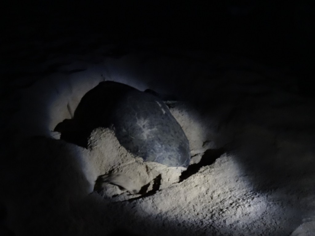 Oman - Jas al Rinz Turtle Reserve