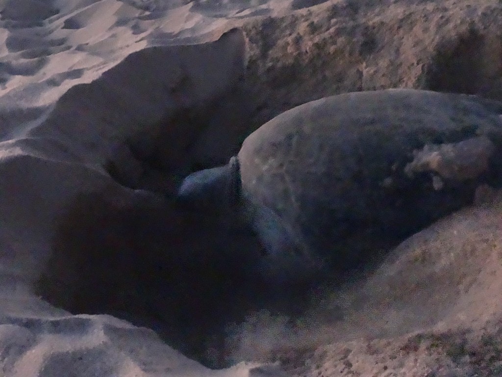 Oman - Jas al Rinz Turtle Reserve