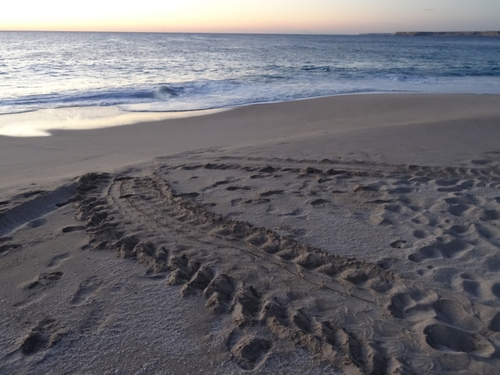 Oman - Jas al Rinz Turtle Reserve