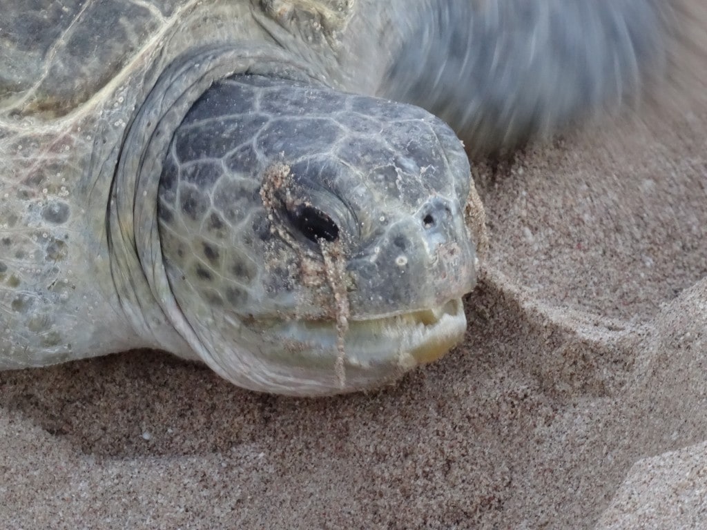 Oman - Jas al Rinz Turtle Reserve