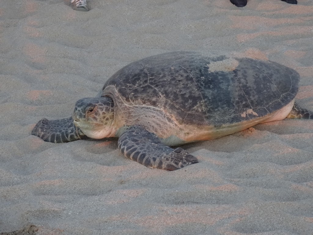 Oman - Jas al Rinz Turtle Reserve