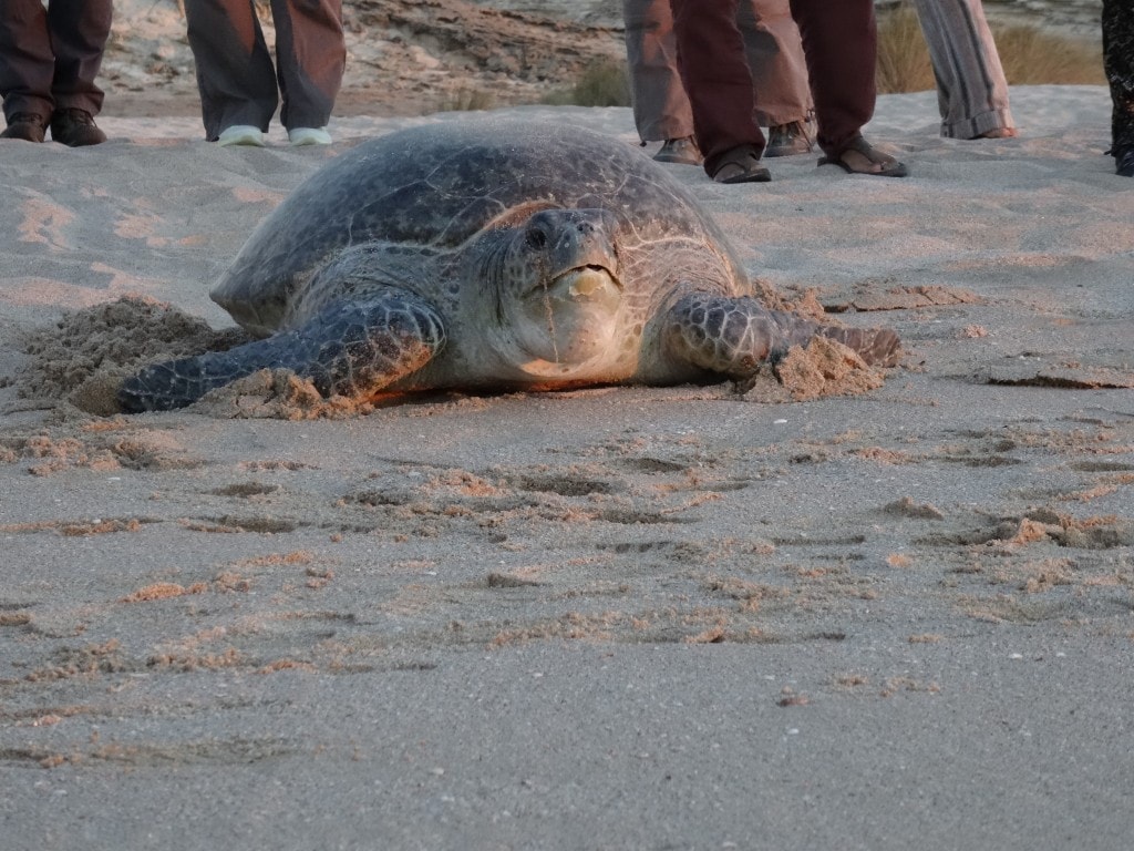 Oman - Jas al Rinz Turtle Reserve