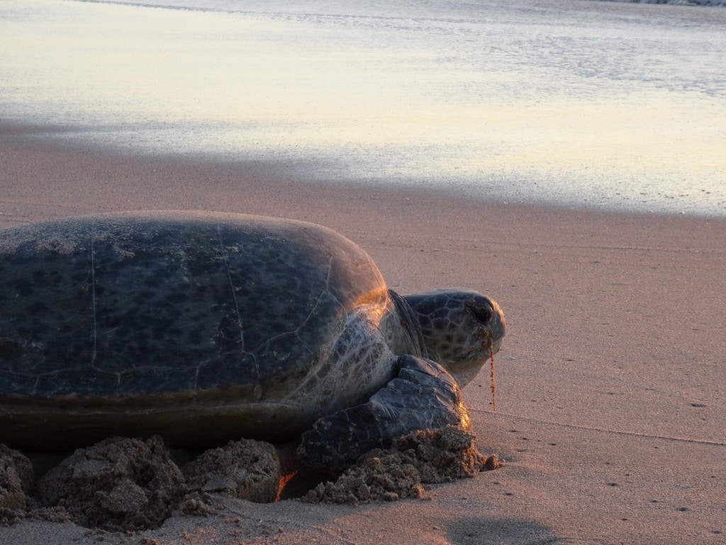 Oman - Jas al Rinz Turtle Reserve