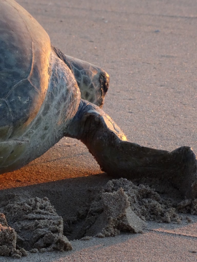 Oman - Jas al Rinz Turtle Reserve