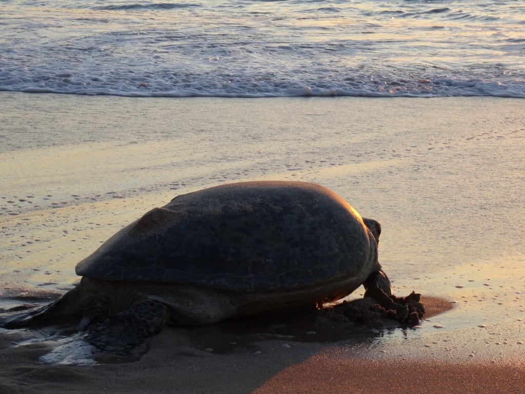 Oman - Jas al Rinz Turtle Reserve