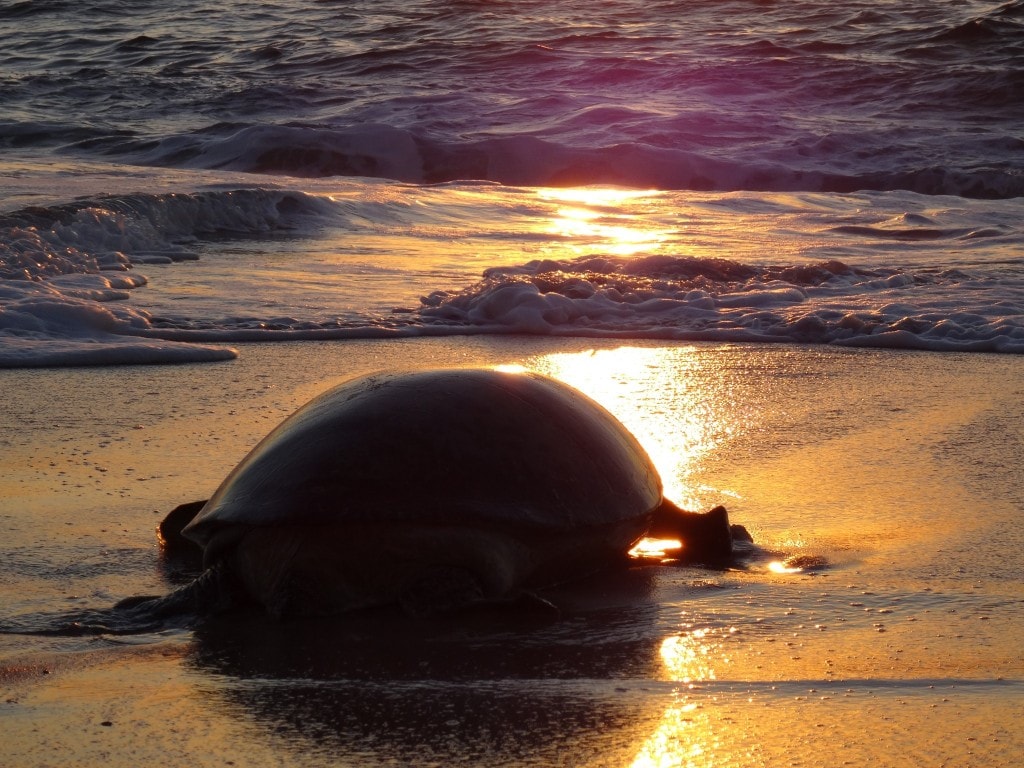 Oman - Jas al Rinz Turtle Reserve