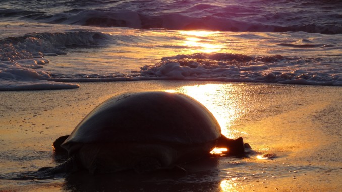 Oman - Jas al Rinz Turtle Reserve