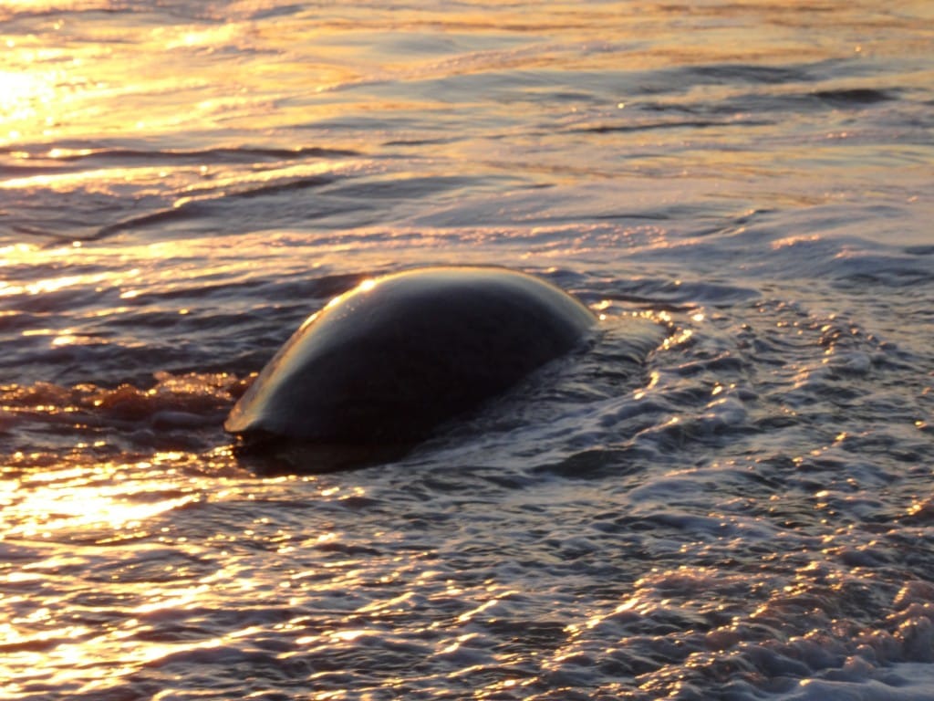 Oman - Jas al Rinz Turtle Reserve