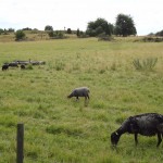 Sweden - Stockholm - Birka Island