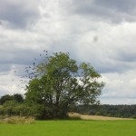 Sweden - Stockholm - Birka Island