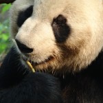 China - Chengdu - Panda Center