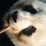 China - Chengdu - Panda Center