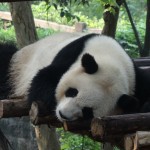 China - Chengdu - Panda Center