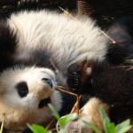 China - Chengdu - Panda Center