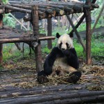 China - Chengdu - Panda Center