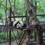 China - Chengdu - Panda Center