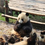 China - Chengdu - Panda Center