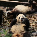 China - Chengdu - Panda Center