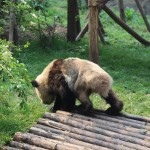 China - Chengdu - Panda Center