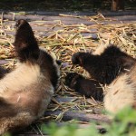 China - Chengdu - Panda Center