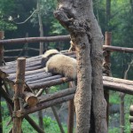 China - Chengdu - Panda Center
