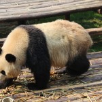 China - Chengdu - Panda Center