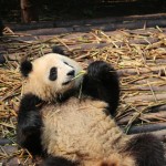 China - Chengdu - Panda Center