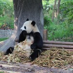 China - Chengdu - Panda Center