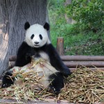 China - Chengdu - Panda Center