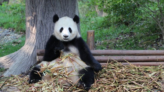 China - Chengdu - Panda Center