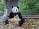 China - Chengdu - Panda Center