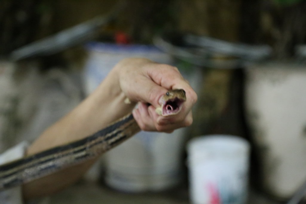 Vietnam - Hanoi - Snake Village Live Snake Restaurant