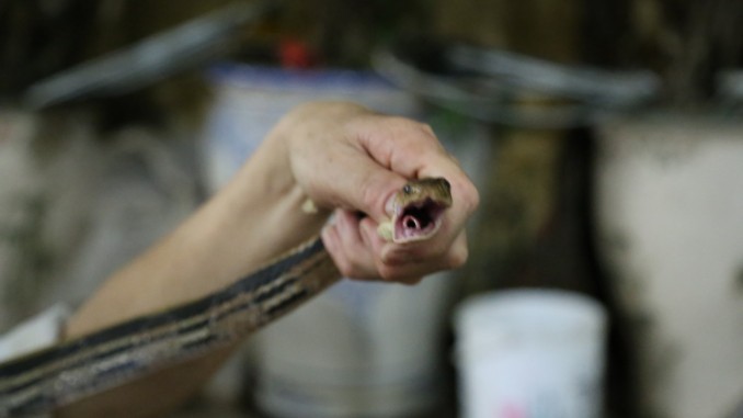 Vietnam - Hanoi - Snake Village Live Snake Restaurant Vietnam - Hanoi - Snake Village Live Snake Restaurant