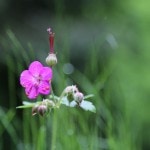 Bulgaria - Rila Monestary
