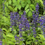 Bulgaria - Rila Monestary