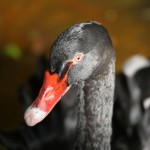 China - Xiamen Gulangyu